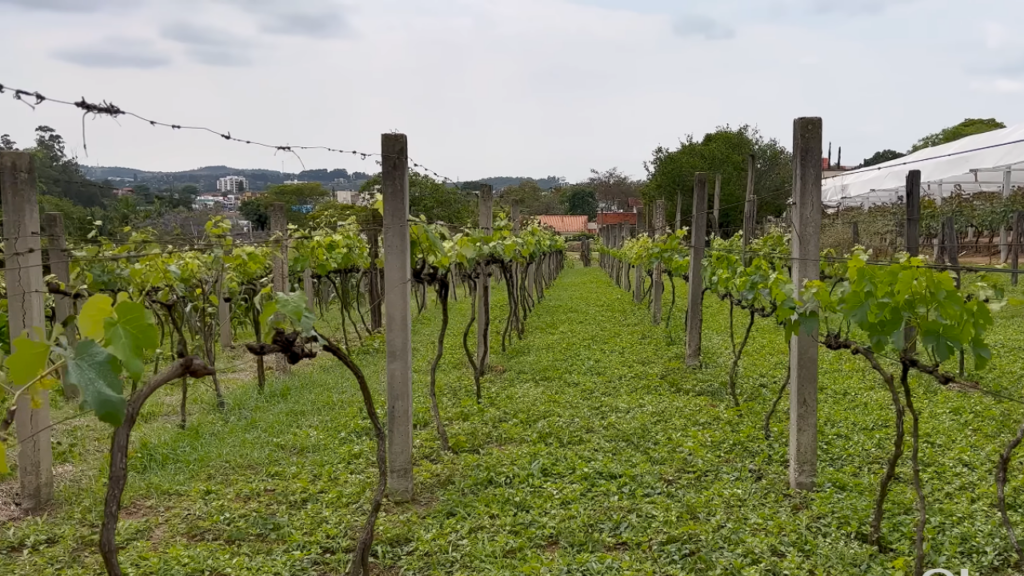 Essa é a escolha perfeita para quem busca qualidade de vida excelente em cidade interiorana próspera