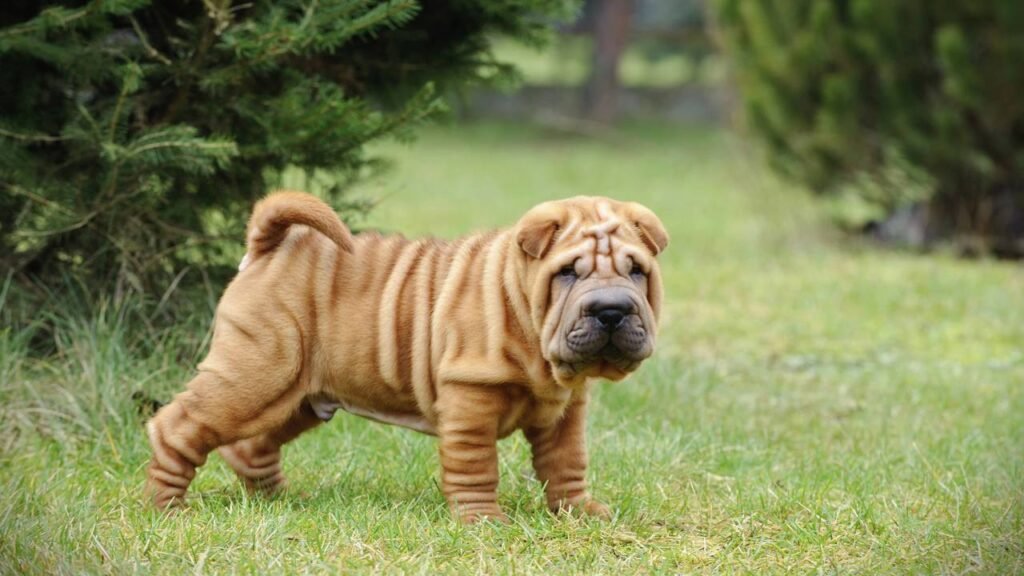 5 raças de cães calmos ideais para a vida em casa