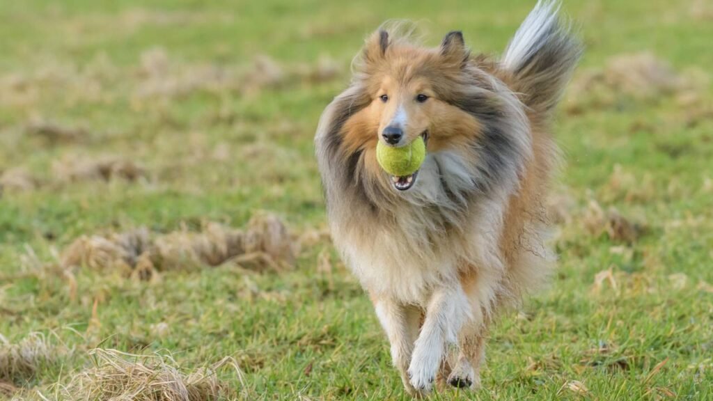 Esses 7 cães obedientes são o sonho dos pais de animais de estimação
