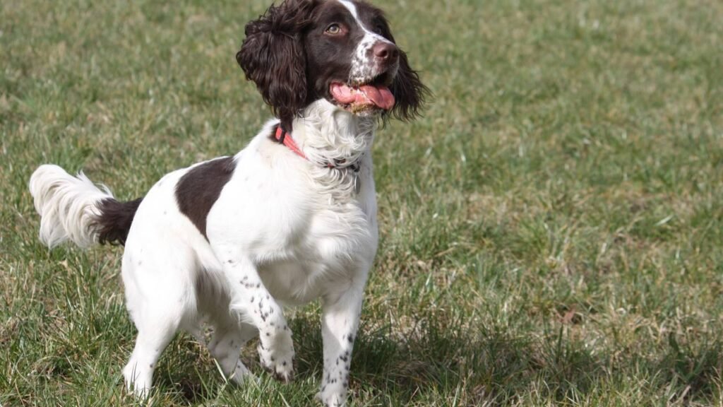 Esses 7 cães obedientes são o sonho dos pais de animais de estimação