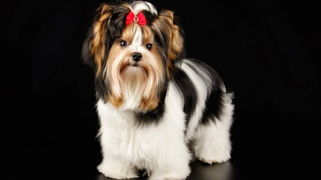 Os 6 cães mais caros que você não vai acreditar que existem