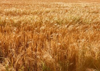 Trigo integral é o aliado mais poderoso do coração