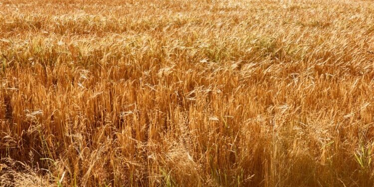 Trigo - Créditos: depositphotos.com / AlexGukBO