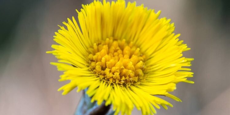 Esse é o chá poderoso que ajuda a desintoxicar os pulmões de fumantes