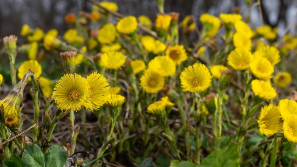 Esse é o chá poderoso que ajuda a desintoxicar os pulmões de fumantes
