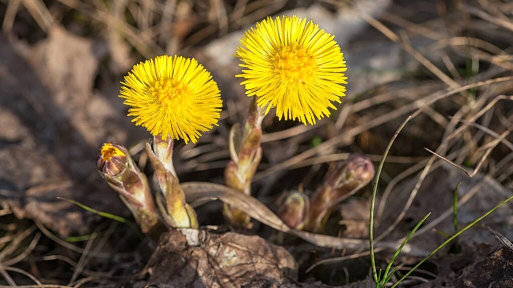 Esse é o chá poderoso que ajuda a desintoxicar os pulmões de fumantes