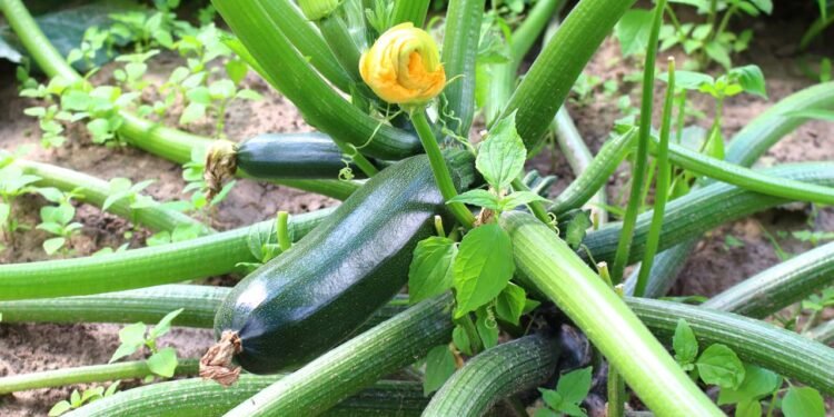 O solo para o cultivo da abobrinha deve ser rico em matéria orgânica, bem drenado e leve - Créditos: depositphotos.com / IharZaiko