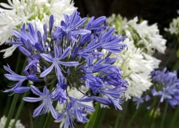 A planta romântica que floresce por meses e quase não dá trabalho