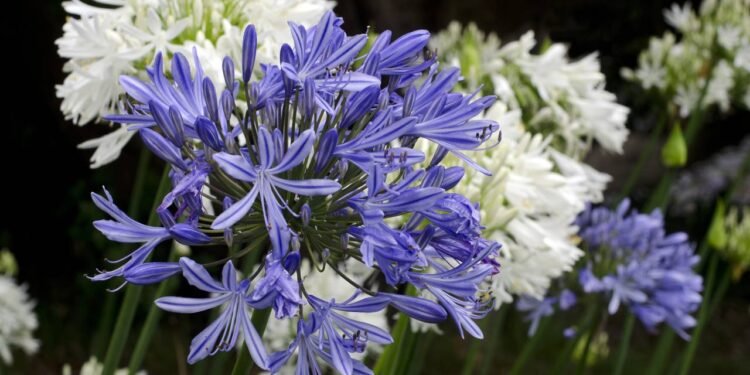 O plantio do agapanto é simples e acessível mesmo para iniciantes no cultivo de flores - Créditos: depositphotos.com / lucidwaters