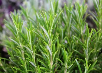 A erva aromática que especialistas indicam para memória, digestão e imunidade