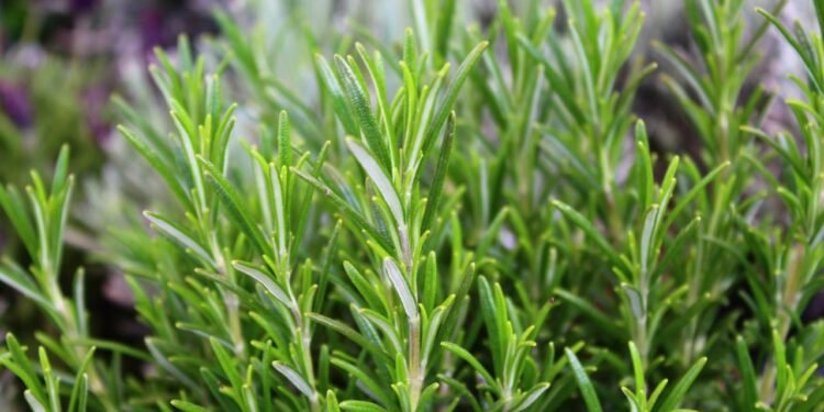 é uma planta aromática e medicinal amplamente utilizada na fitoterapia por suas ações antioxidante - Créditos: depositphotos.com / MartinaUnbehauen