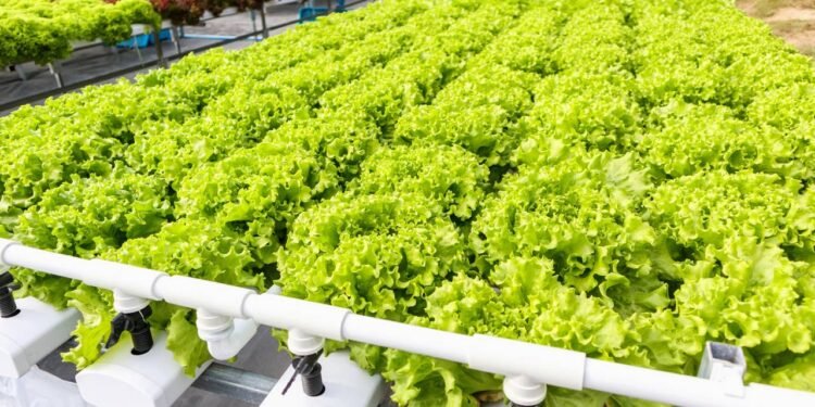 A colheita da alface pode ocorrer entre 45 e 70 dias após o plantio, dependendo da variedade escolhida e das condições de cultivo - Créditos: depositphotos.com / Kwangmoozaa