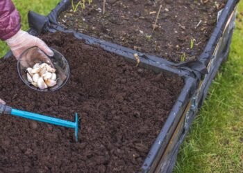 Como plantar alho e colher temperos saudáveis direto da sua horta