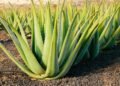 A planta fácil de cuidar que deixa sua pele e cabelo mais bonitos naturalmente