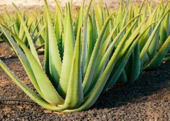 A planta fácil de cuidar que deixa sua pele e cabelo mais bonitos naturalmente