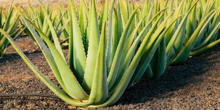 Além de ser resistente e exigir pouca manutenção, a babosa tem inúmeras vantagens - Créditos: depositphotos.com / Springmood