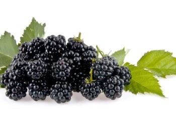 O fruto que auxilia na desintoxicação do fígado e fortalece a drenagem linfática