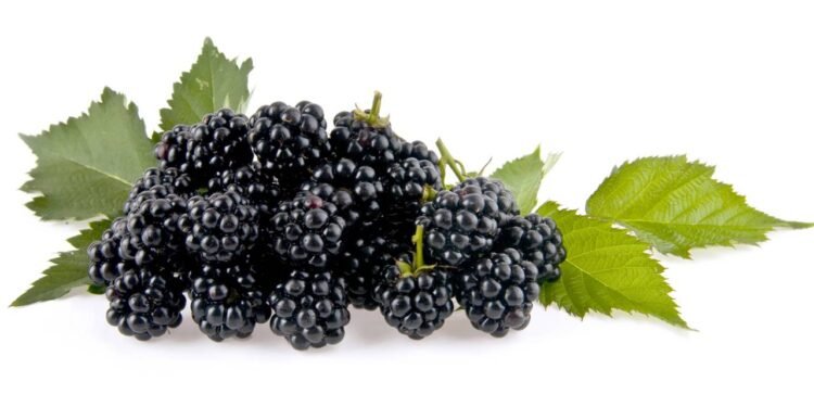 Créditos: depositphotos.com / valzan