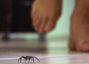 O que significa aparecer aranhas na sua casa?