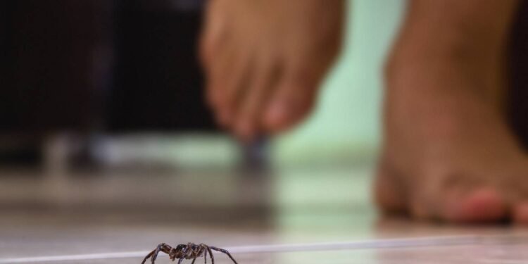 Em várias tradições, as aranhas carregam uma simbologia rica ligada à criatividade - Créditos: depositphotos.com / robertohunger