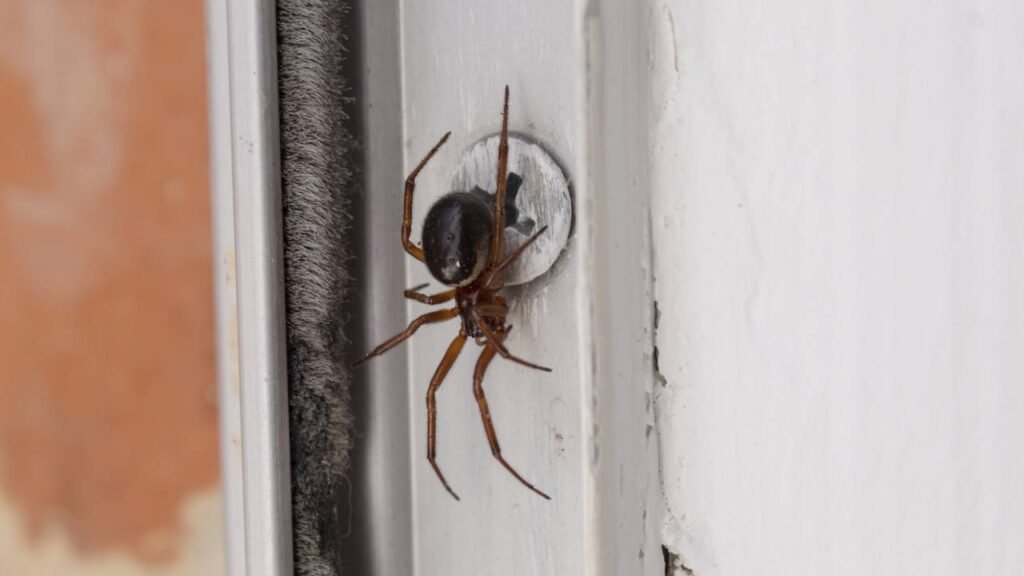 Poucos sabem dos dois truques manterão as aranhas de canto longe de sua casa