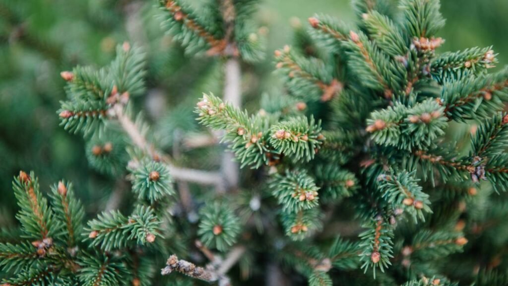 Qual é a sua árvore do mês de nascimento e o que ela significa?