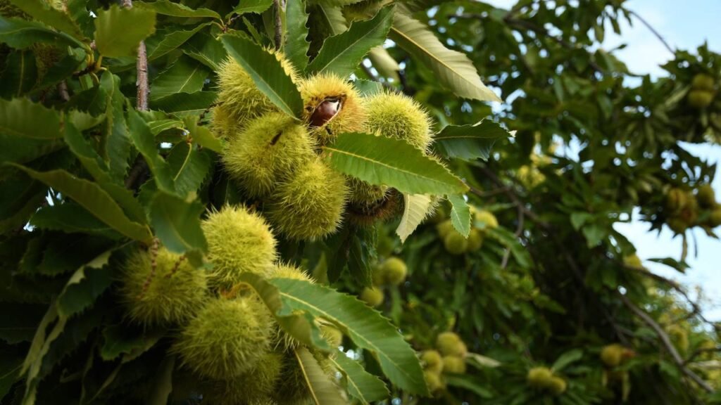 Qual é a sua árvore do mês de nascimento e o que ela significa?