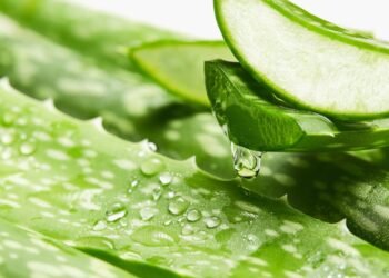 A melhor forma de plantar babosa em casa e usar seus poderes curativos sempre