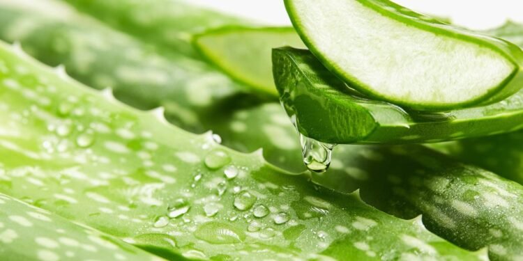 A melhor forma de plantar babosa em casa e usar seus poderes curativos sempre