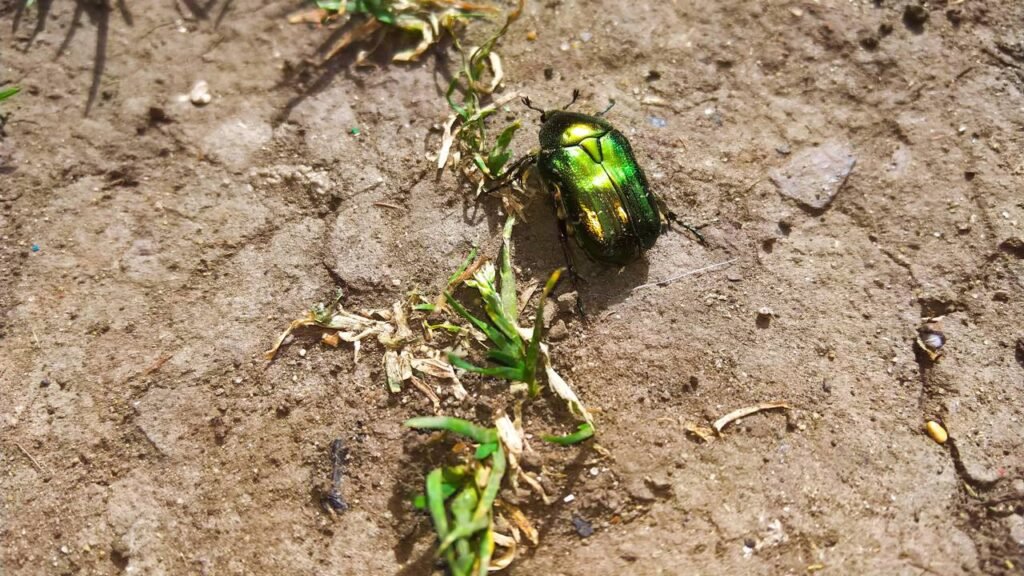 Esqueça os besouros no jardim com o vegetal que os mantém afastados para sempre