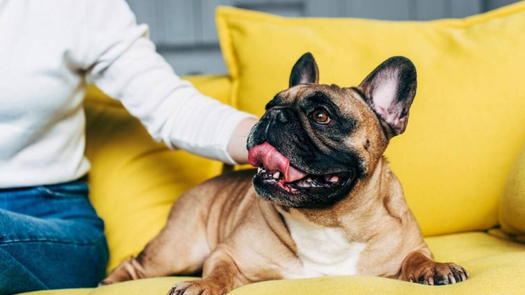 Os 6 cães mais caros que você não vai acreditar que existem