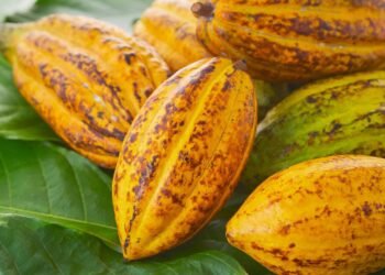 Esse alimento pode reduzir o estresse e melhorar o humor em dias difíceis