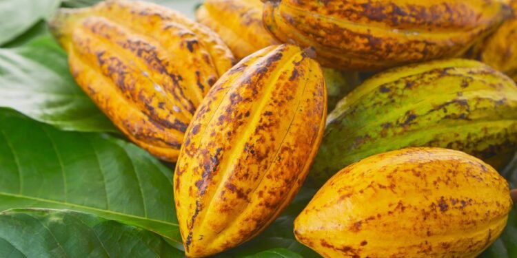 Optar pelas formas mais naturais de cacau é fundamental para garantir seus efeitos positivos - Créditos: depositphotos.com / pongans68@gmail.com