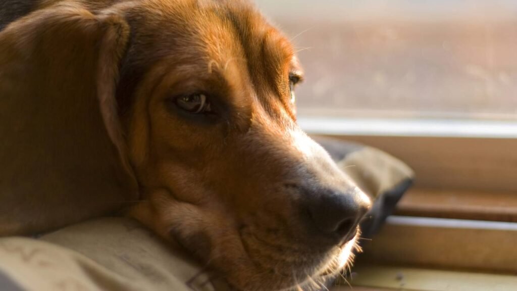 Por que seu cachorro apoia a pata ou a cabeça em você, segundo especialistas