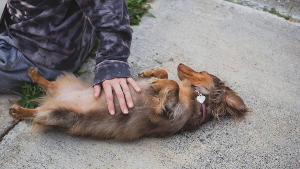 O que significa quando seu cachorro mostra a barriga para você