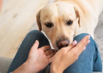 O que significa quando seu cachorro cheira suas partes íntimas