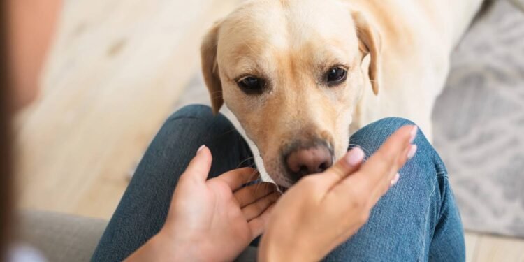 O que significa quando seu cachorro cheira suas partes íntimas