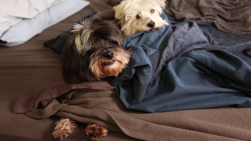 O que acontece com seu corpo quando você dorme com seu cachorro ou gato
