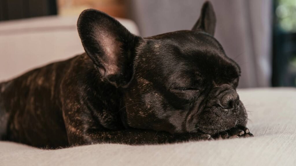Cachorros podem sofrer de insônia assim como as pessoas?