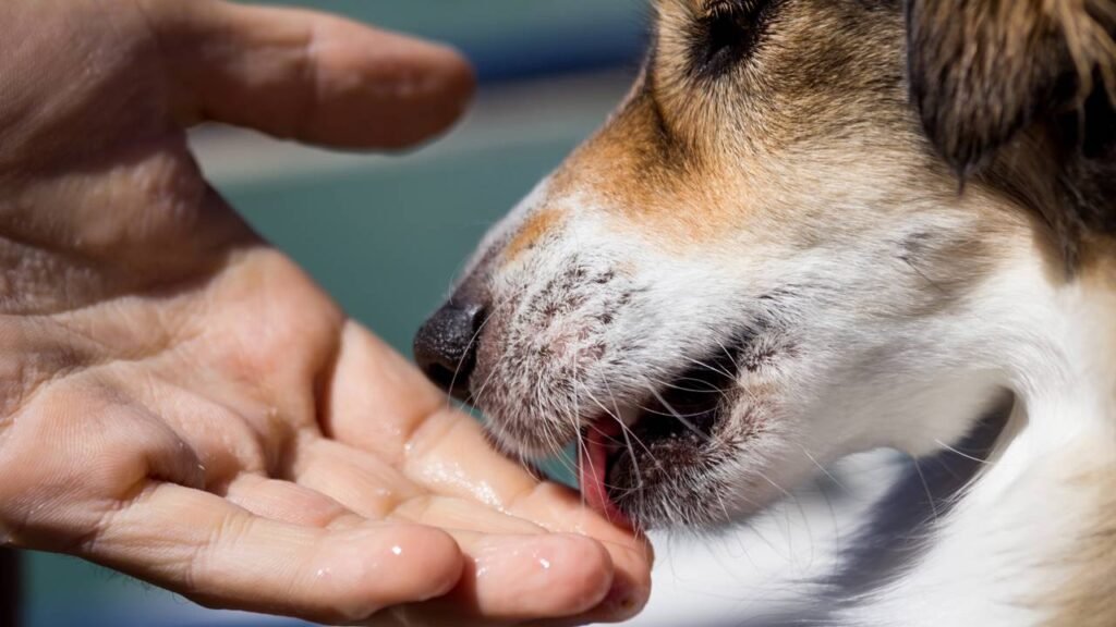 O que significa seu cachorro lamber sua mão todas as vezes que te vê