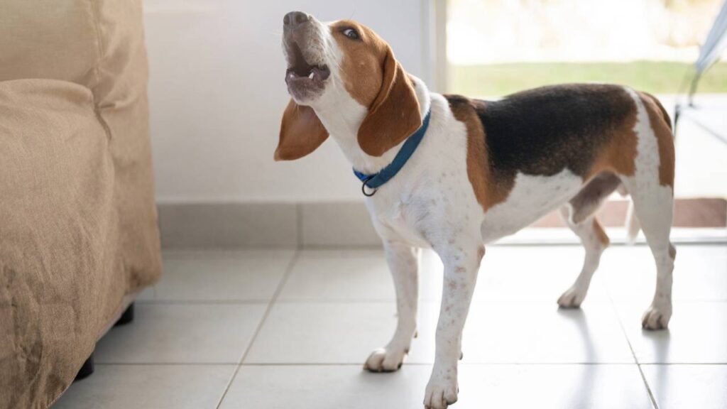 O que significa quando o cachorro late para o nada?