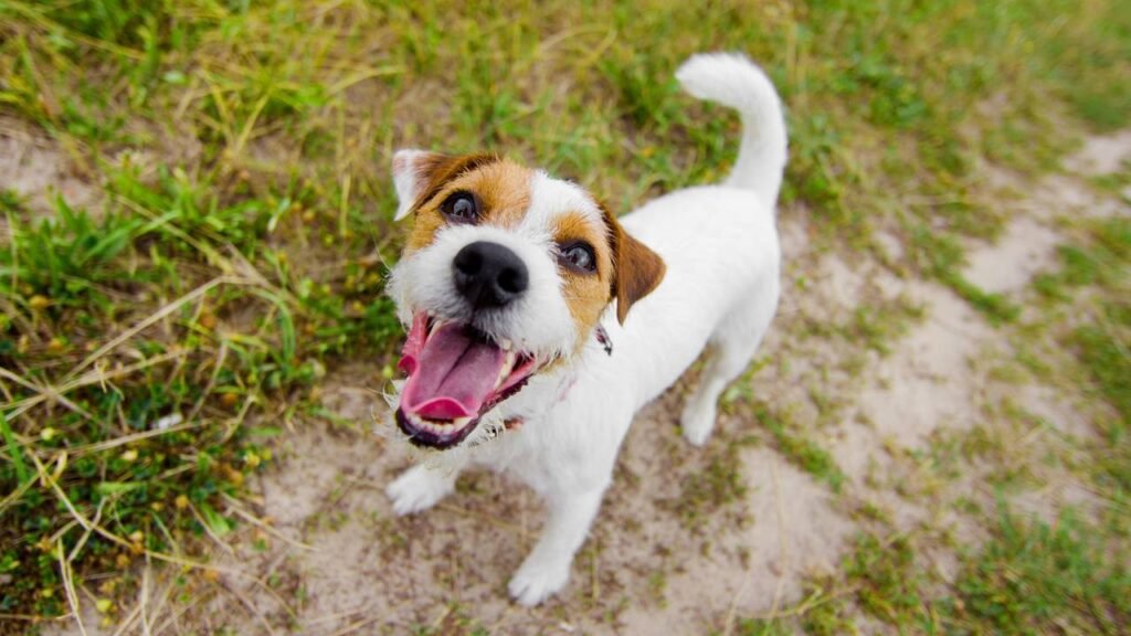 O que significa quando o cachorro late para o nada?