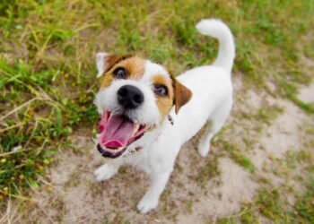 O que significa quando o cachorro late para o nada?