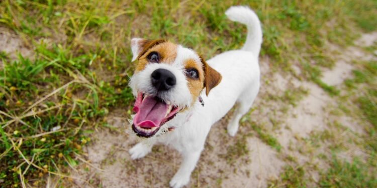 O que significa quando o cachorro late para o nada?