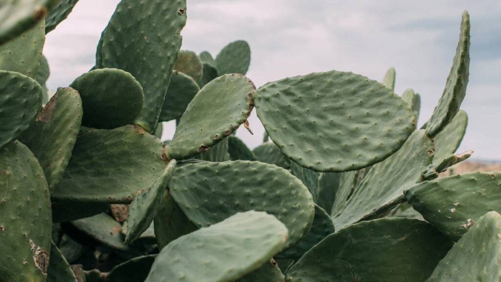 Poucos sabem quais são as 3 plantas que atraem azar e não devem ser mantidas em casa
