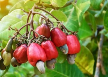 A fruta que protege o coração e ainda ajuda no controle do colesterol