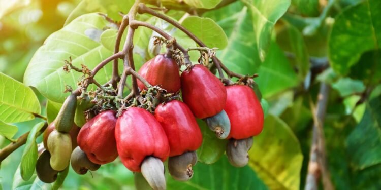 O caju possui alta concentração de vitamina C e compostos fenólicos como ácido gálico - Créditos: depositphotos.com / Sophonnawit