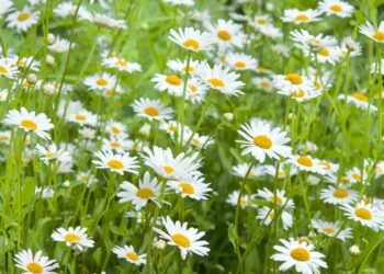 Passo a passo para plantar camomila em casa e colher flores perfumadas