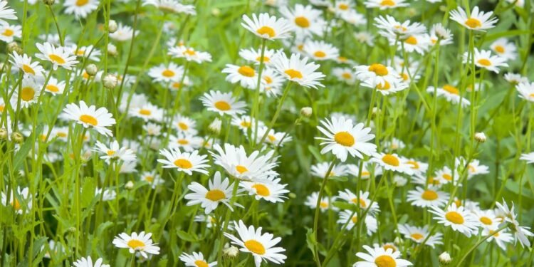 Um aspecto fundamental é a manutenção do solo livre de ervas daninhas, o que facilita o acesso da planta aos nutrientes necessários - Créditos: depositphotos.com / Hartmut-Lerch