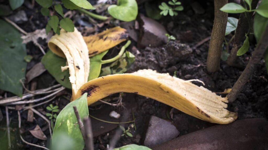O truque com cascas de banana que faz qualquer planta crescer melhor